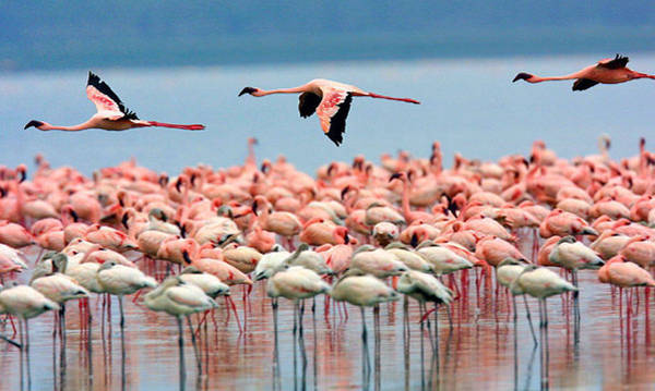 flamingos sardinia